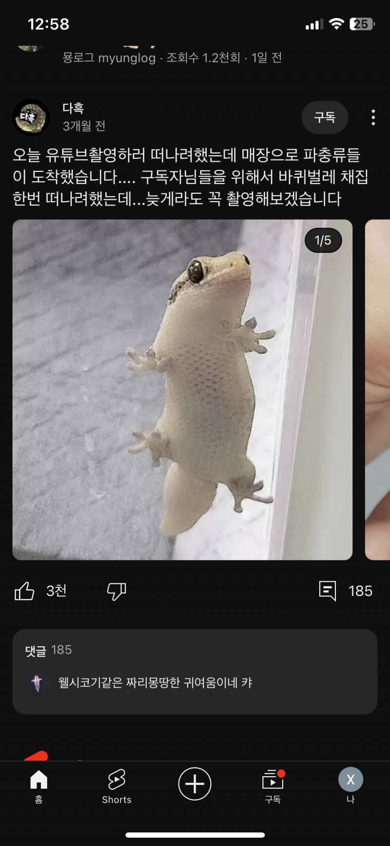 [잡담] 나 파충류 별로 은좋아하는데 얜 귀엽다 ㅜㅜ | 인스티즈