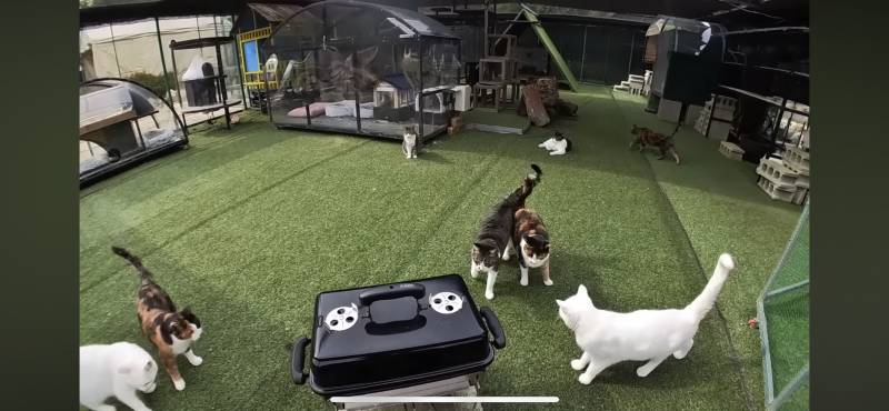 [잡담] 하하하 유투브 올만에 보는데 삼색이가 두마리네 | 인스티즈