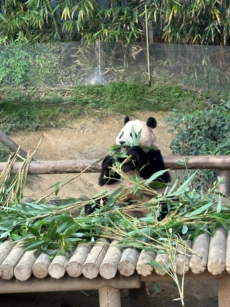 [잡담] 내가 찍은 푸바오 보고가랏 | 인스티즈