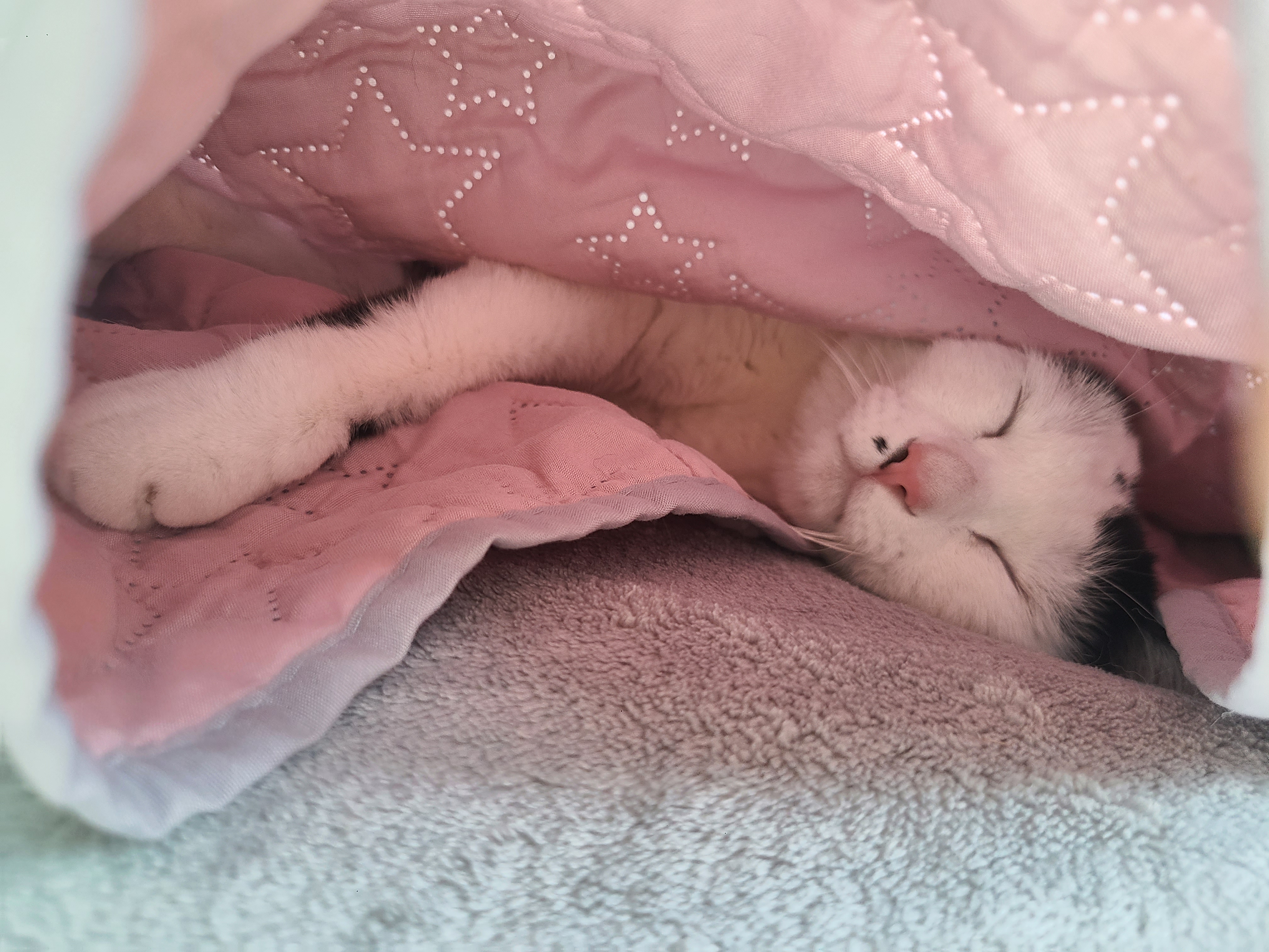 [잡담] 울집 고양이 자다가 침대에서 굴러떨어짐ㅜㅋㅋ | 인스티즈