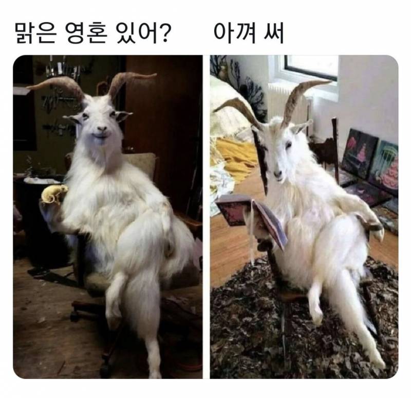 [잡담] 맑은 영혼익들 다 들어와 | 인스티즈