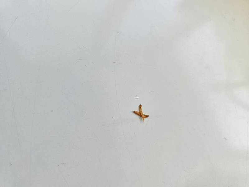 [잡담] 찜닭먹다가 나왔는데 이거 뭐인거같애?.. | 인스티즈