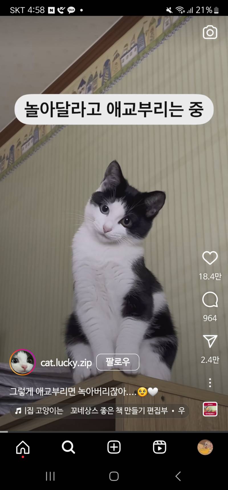[잡담] 고양이상 미인이라는거 한번에 이해완료 | 인스티즈