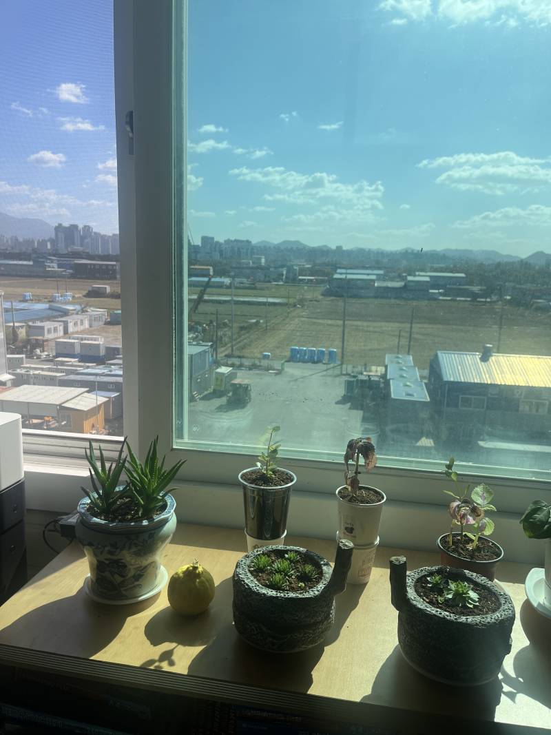 [잡담] 회사에서 기르는 식물 | 인스티즈