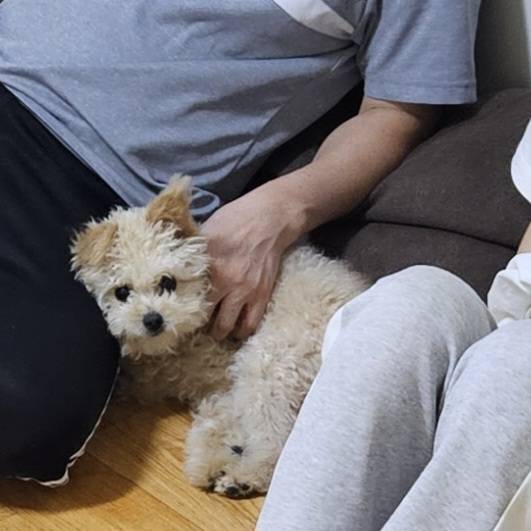 [잡담] 우리집 바보개가 내자리를 뺏었어 | 인스티즈