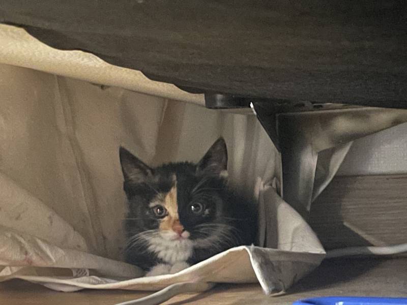 [잡담] 울 집에 새로운 식구가 생걌어 🥹🥹🥹 | 인스티즈