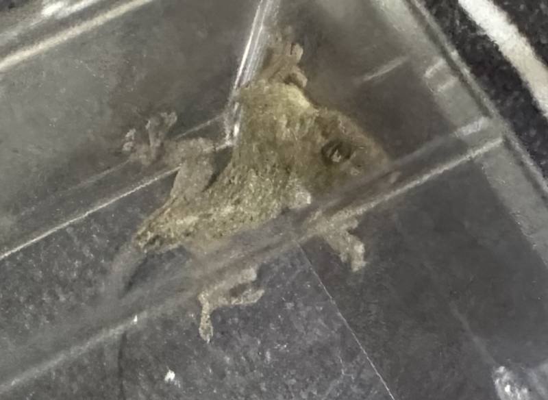 [잡담] 얘 도마뱀이지? | 인스티즈