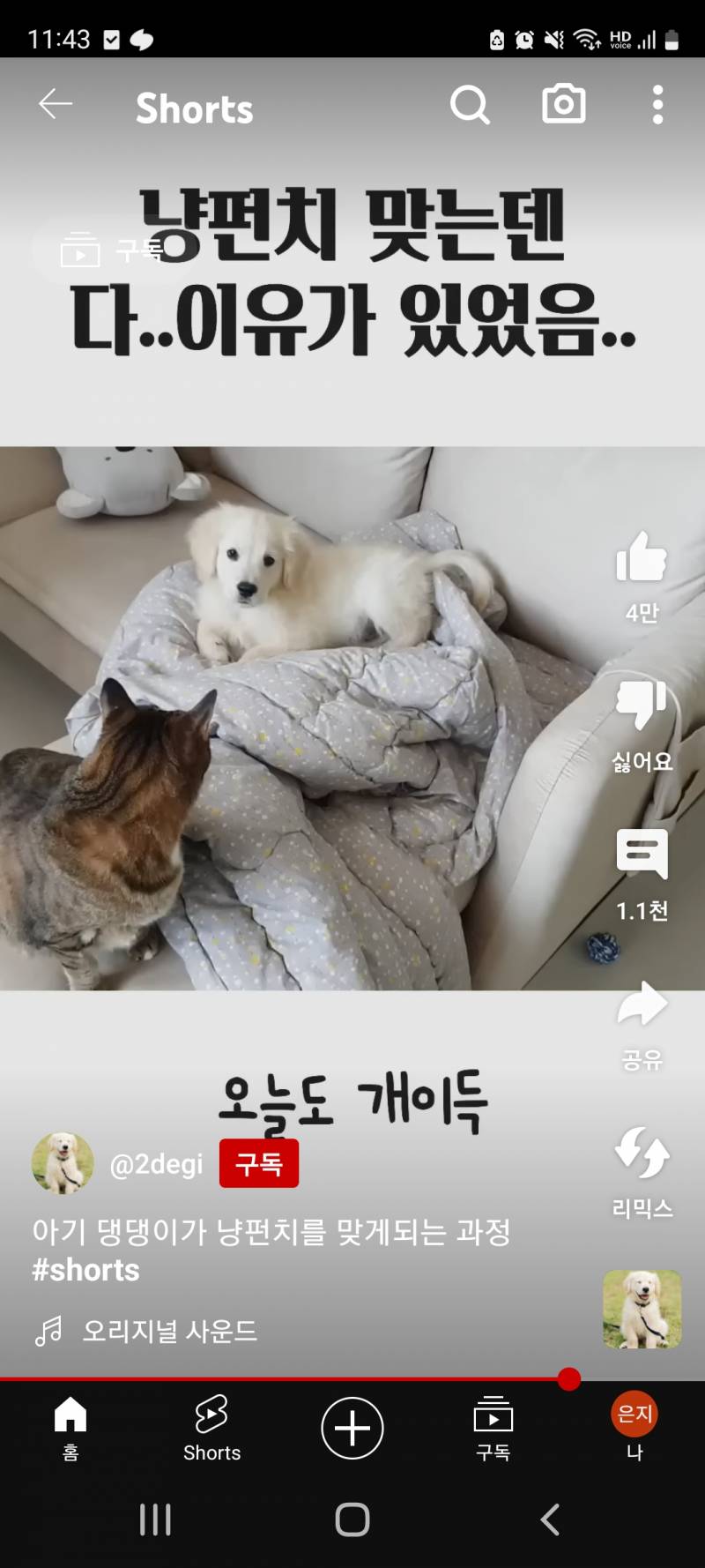 [잡담] 얘 리트리버야? | 인스티즈