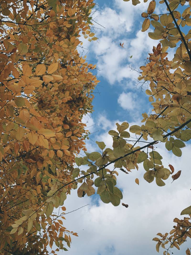 [잡담] 가을이 너무 좋아 | 인스티즈