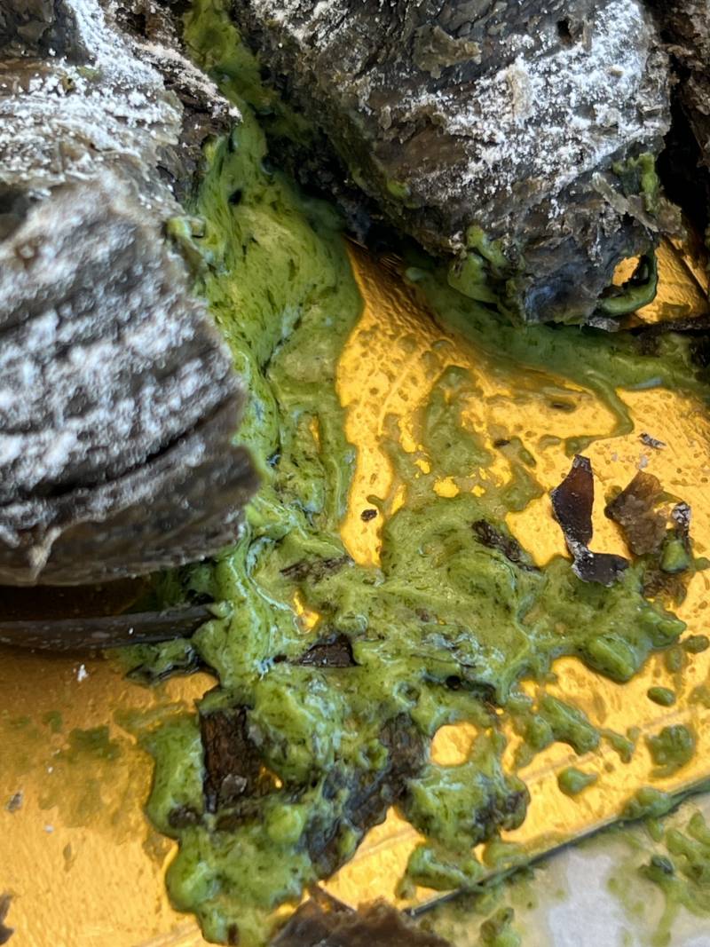 [잡담] 빵잘알 익들아 크림 상태 한번만 봐줘 | 인스티즈