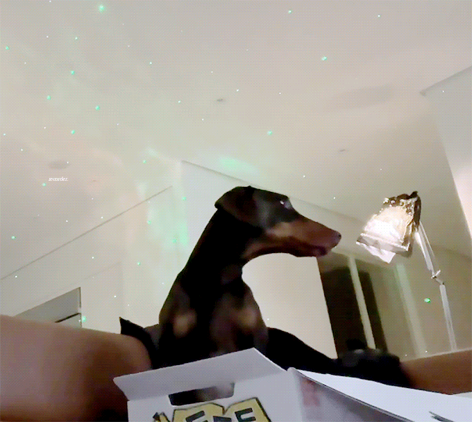 [잡담] 정국 강아지 도베르만인데 치킨상자에 들어갈 수 있는거 암? | 인스티즈