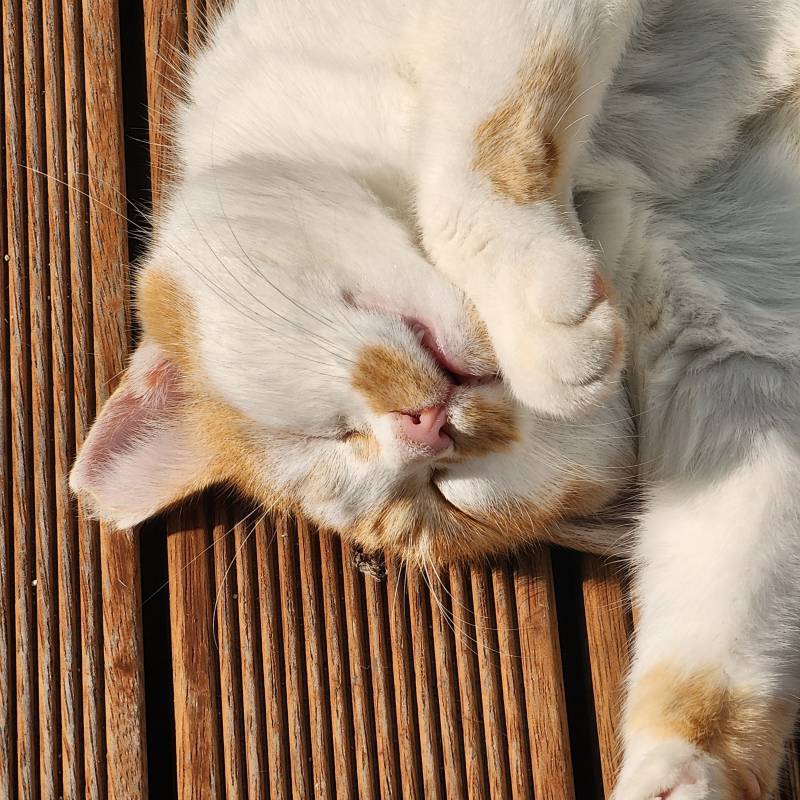 [잡담] 길냥이지만 꿀잠자는 | 인스티즈