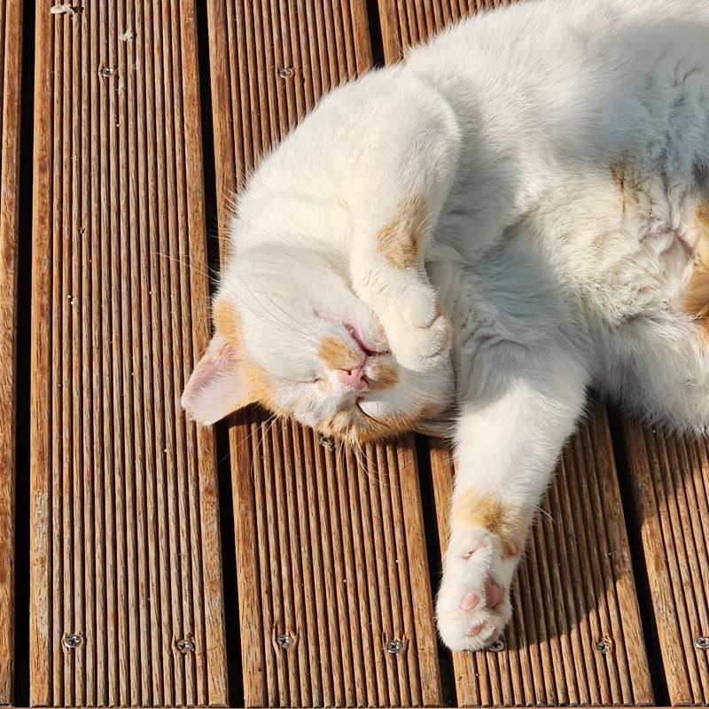 [잡담] 길냥이지만 꿀잠자는 | 인스티즈