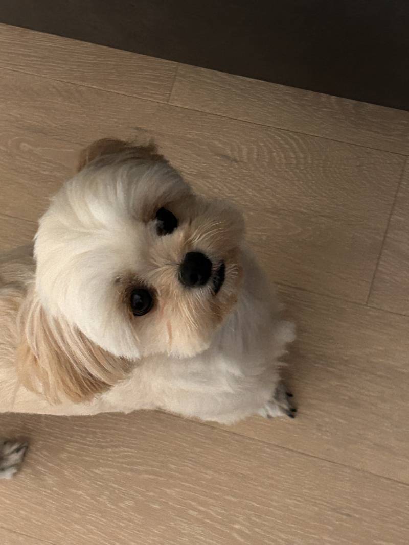 [잡담] 강아지 자랑 글 | 인스티즈