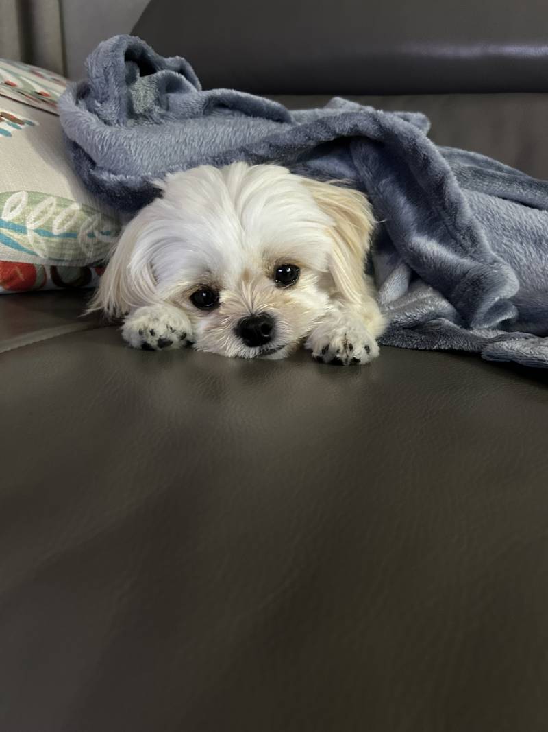 [잡담] 강아지 자랑 글 | 인스티즈