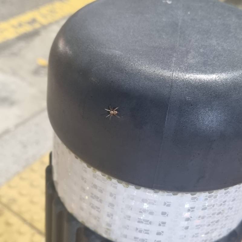 [잡담] 이거 무슨 벌렌지 아는 사람 | 인스티즈