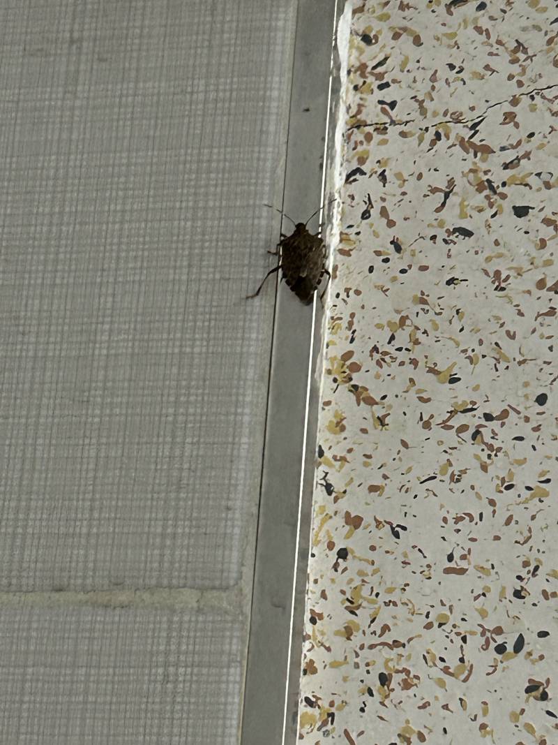 [잡담] 얘들아 이거 뭔 벌레야ㅠㅠㅠㅠㅠ? ㅎㅇㅈㅇ | 인스티즈