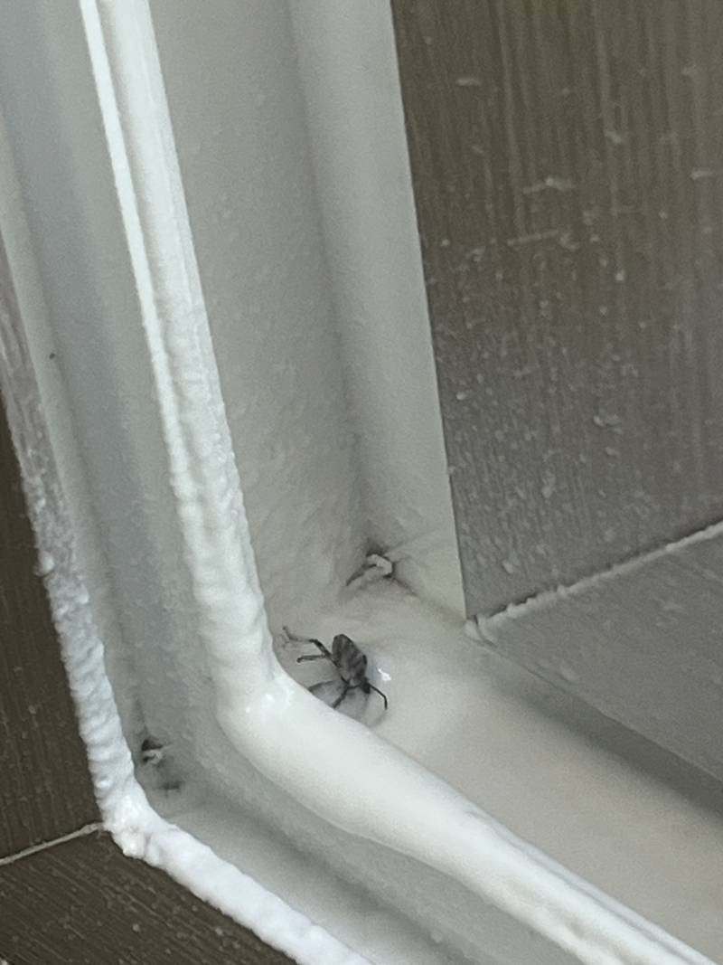 [잡담] 이거 무슨 벌레인지 봐줄사람…….ㅠㅠㅠㅠ 설마 바선생..? | 인스티즈