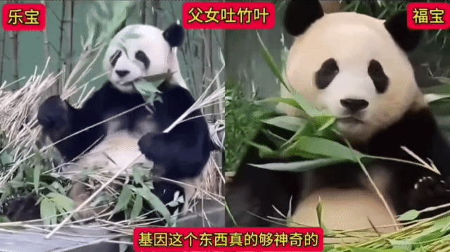 러바오 심은데 푸바오 난다 | 인스티즈