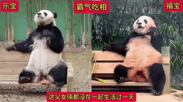 러바오 심은데 푸바오 난다 | 인스티즈