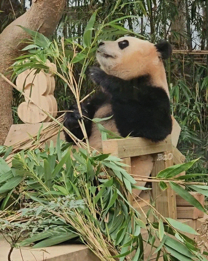 [잡담] 역시 푸바오... 러바오 딸이 맞구나 | 인스티즈