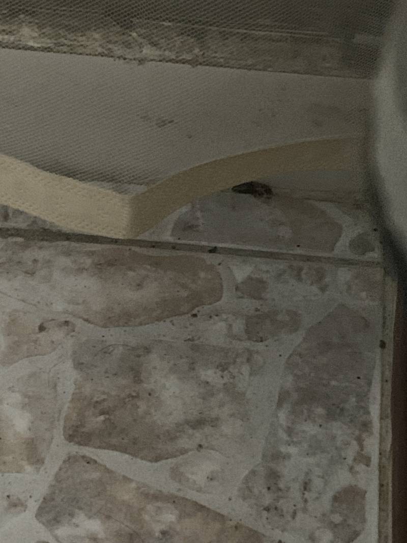 [잡담] 이거 바퀴 알이야? ㅎㅇㅈㅇ | 인스티즈