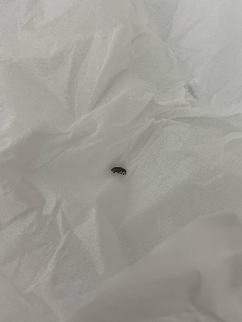 [잡담] 익들아 이거 빈대같아...??? 사진있ㅇ | 인스티즈