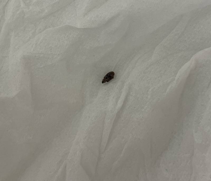 [잡담] 익들아 이거 빈대같아...??? 사진있ㅇ | 인스티즈