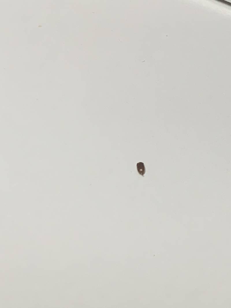 [잡담] 얘들아 이거 빈대일까…?(혐오주의) | 인스티즈