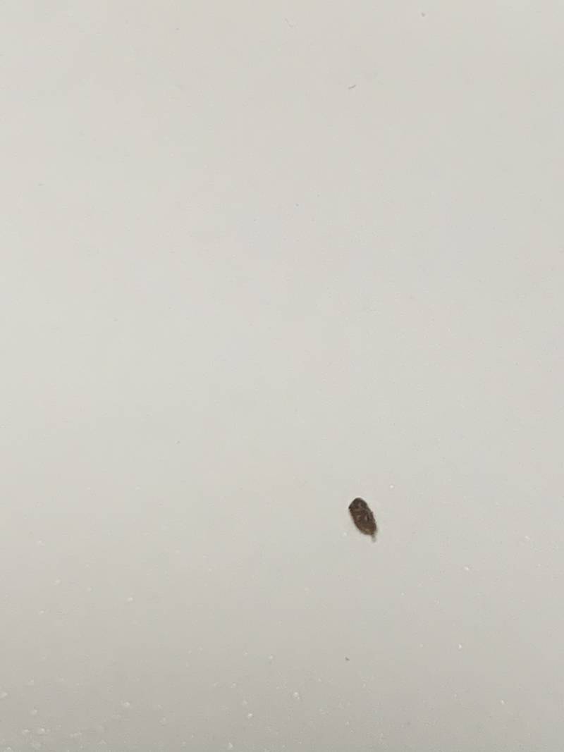 [잡담] 얘들아 이거 빈대일까…?(혐오주의) | 인스티즈