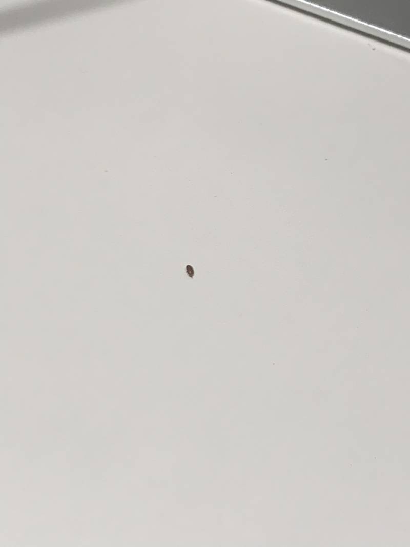 [잡담] 얘들아 이거 빈대일까…?(혐오주의) | 인스티즈