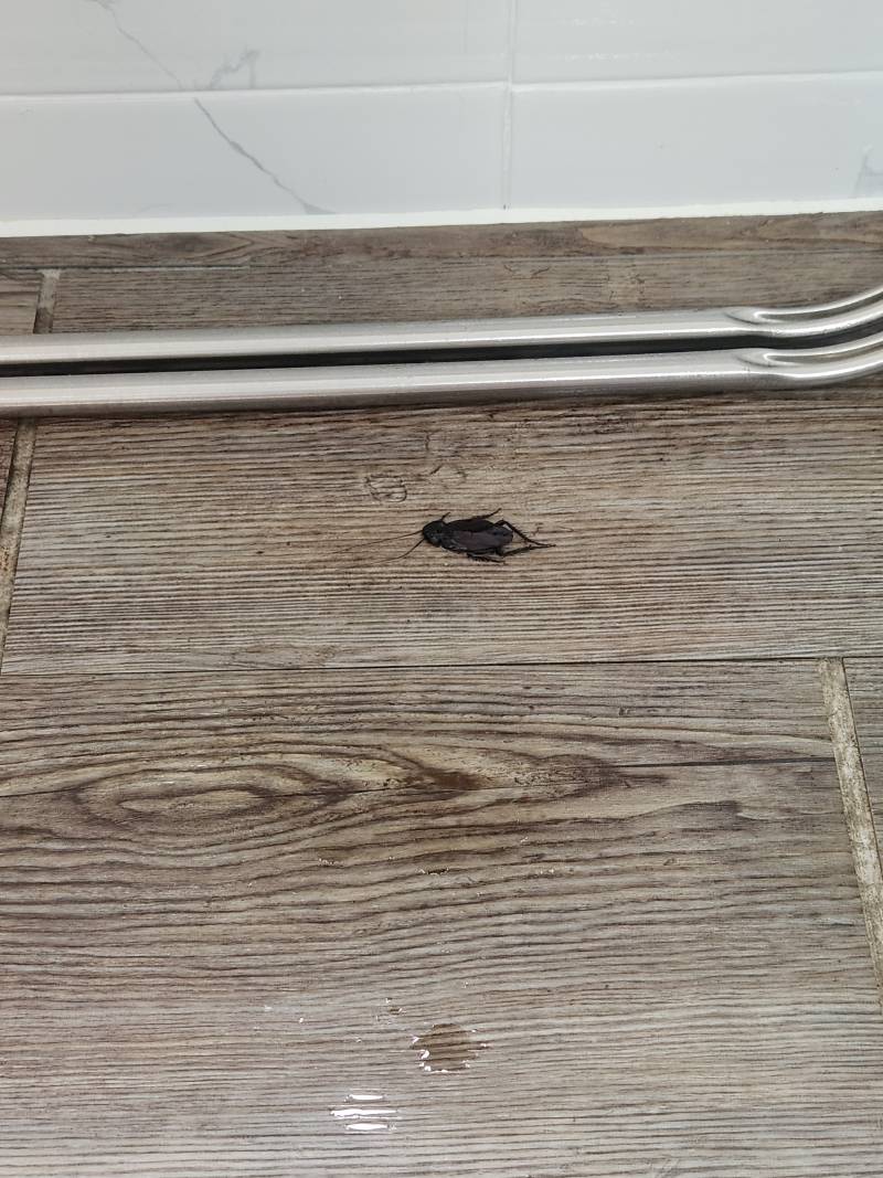 [잡담] 자취방에서 나왔는데 이 벌레 혹시 뭔지 아는 사람..?ㅎㅇㅈㅇ | 인스티즈