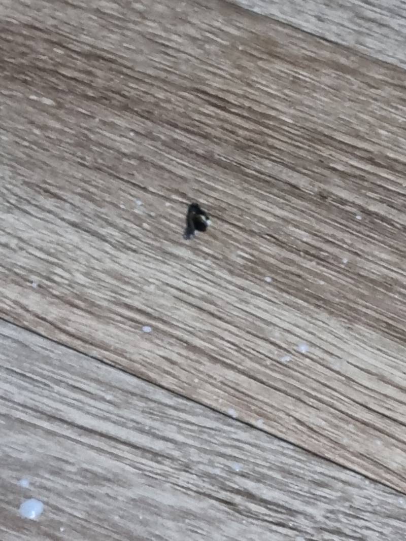 [잡담] 파리 드디어 죽였다 ㅎㅇㅈㅇ | 인스티즈