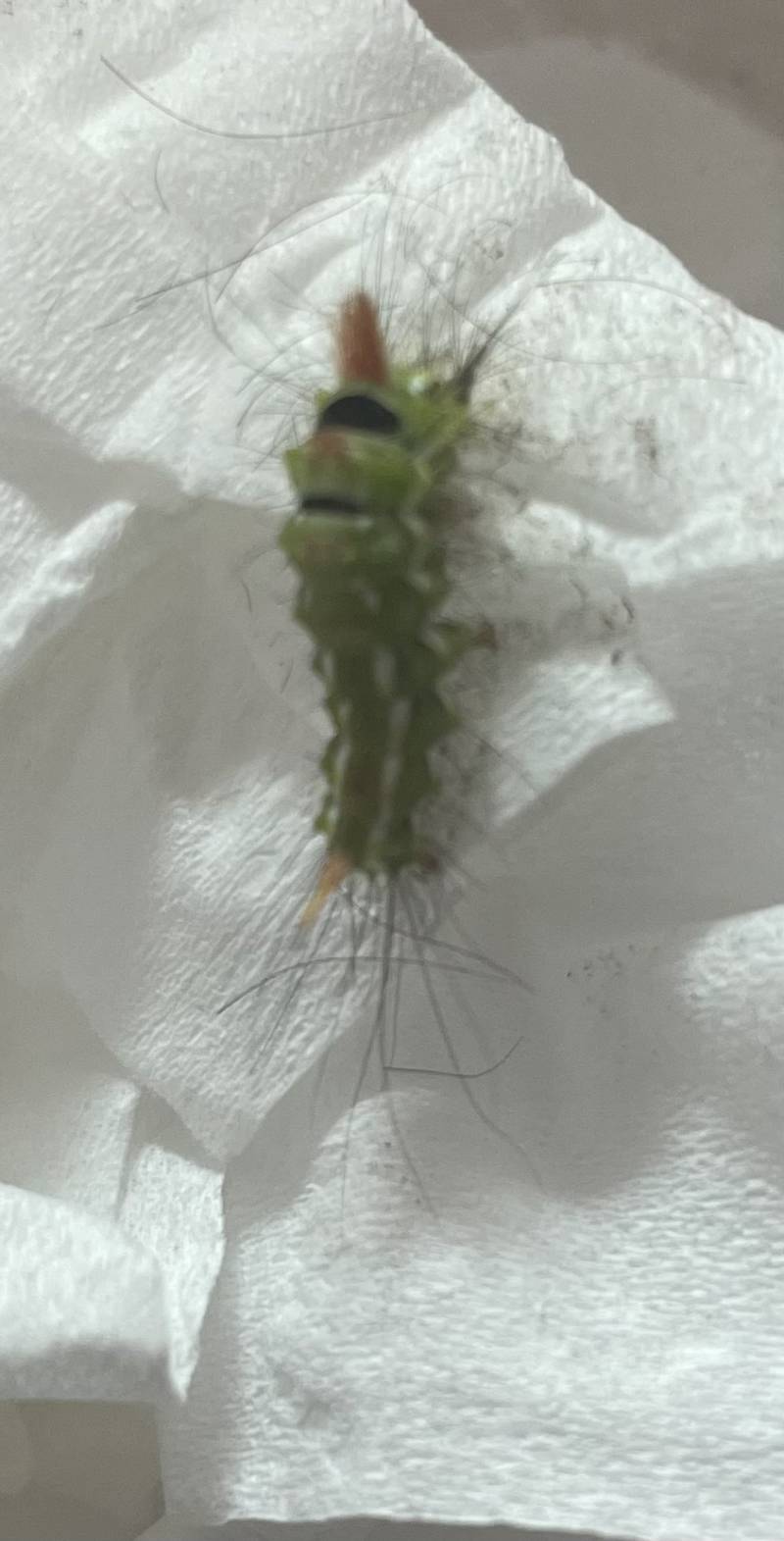 [잡담] 이 벌레 뭐야?? ㅎㅇㅈㅇ | 인스티즈