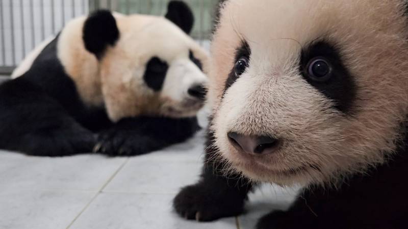 [잡담] 아이바오 루이,후이바오 이 사진 너무 좋다 | 인스티즈
