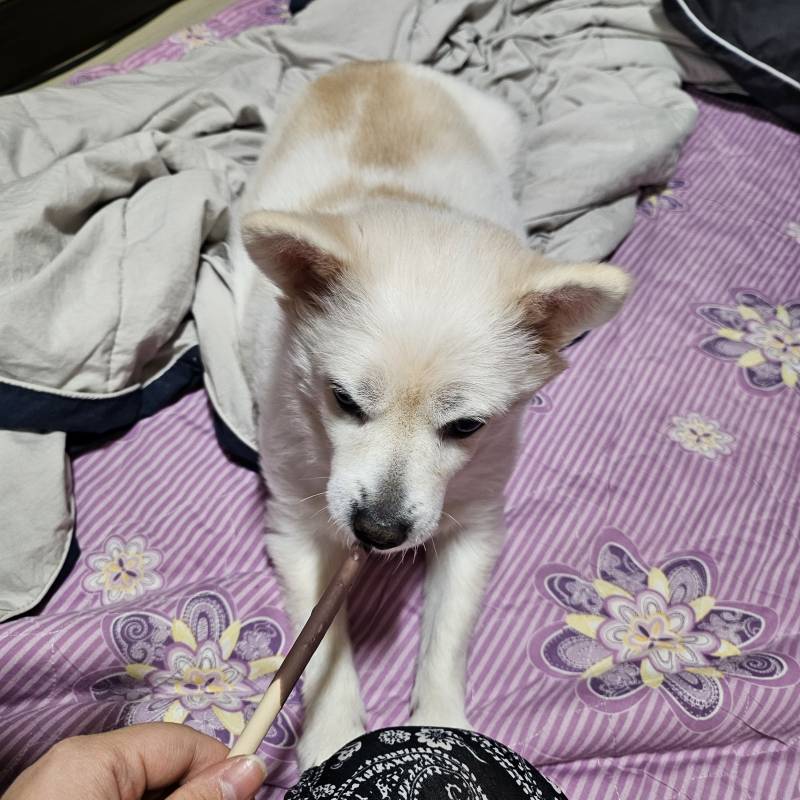 [잡담] 빼빼로 먹는 강아지 | 인스티즈