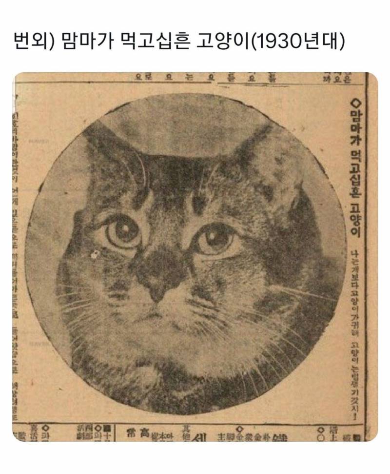 [잡담] 맘마가 먹고십흔 고양이 | 인스티즈