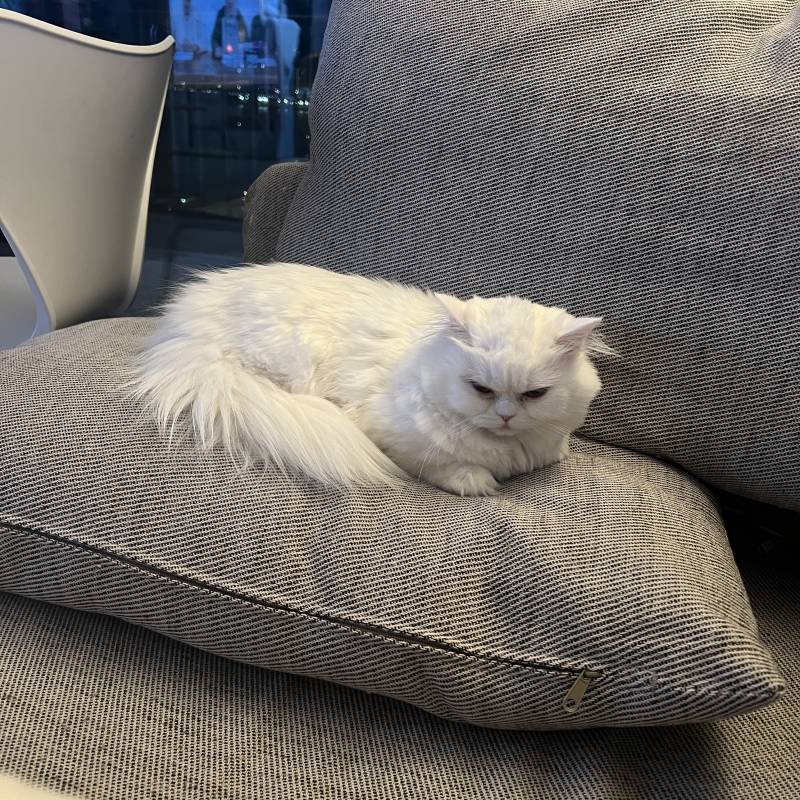 [잡담] 울집 고양이 | 인스티즈