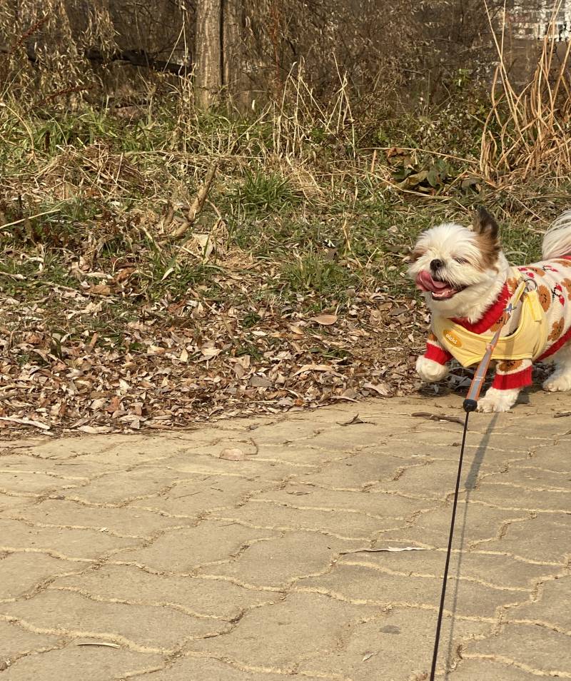 [잡담] 🐶집과 밖이 다른 시츄🐶 | 인스티즈