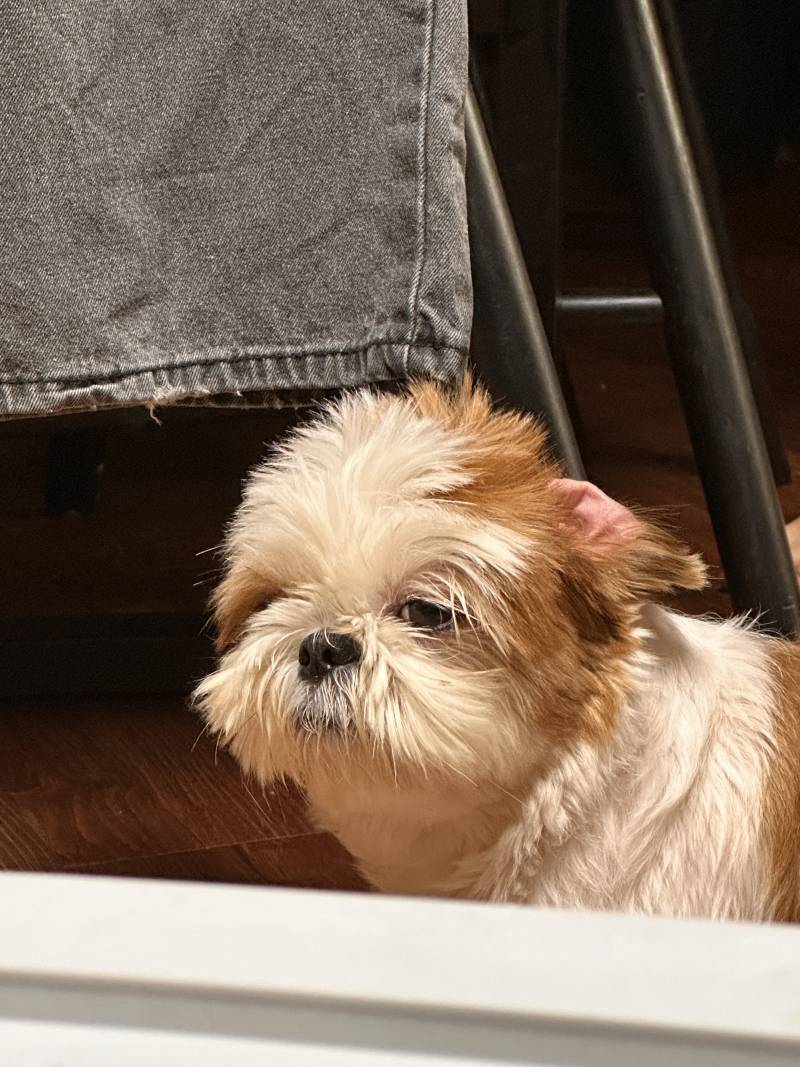 [잡담] 🐶집과 밖이 다른 시츄🐶 | 인스티즈