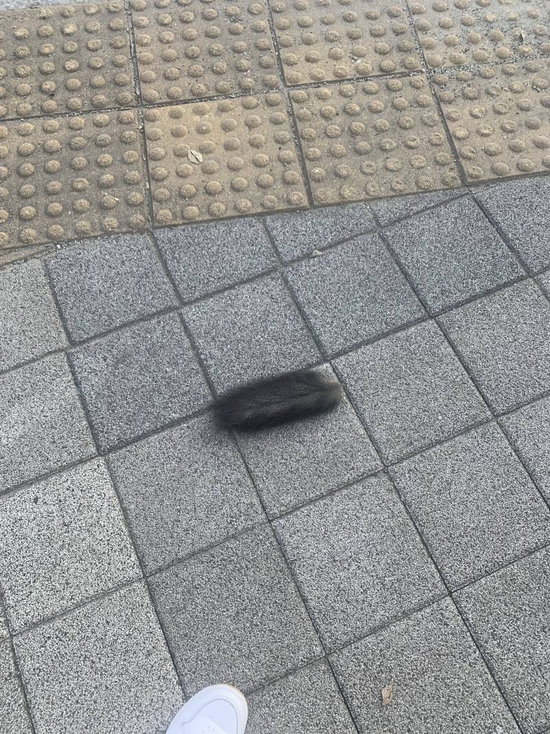 [잡담] 와 걸어가다가 진짜 깜짝 놀람 (사진주의) | 인스티즈