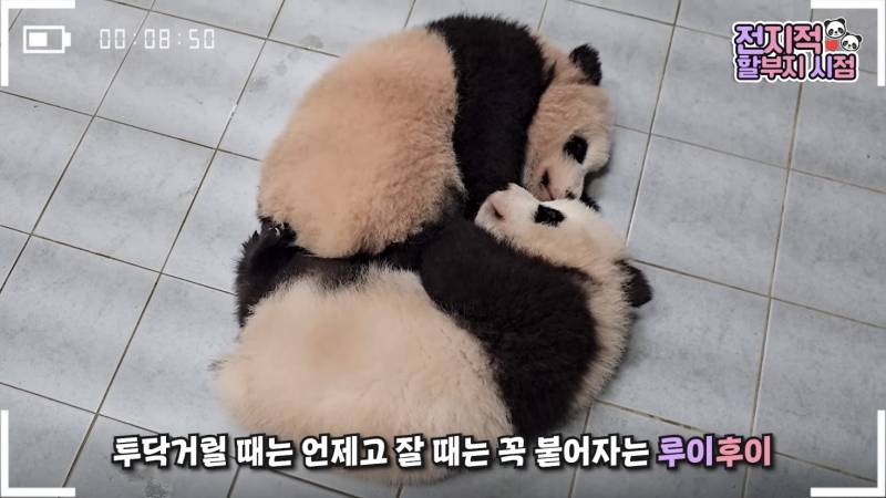 [잡담] 쌍둥이 아기판다들 자는 거 봐 ㅠㅠ | 인스티즈