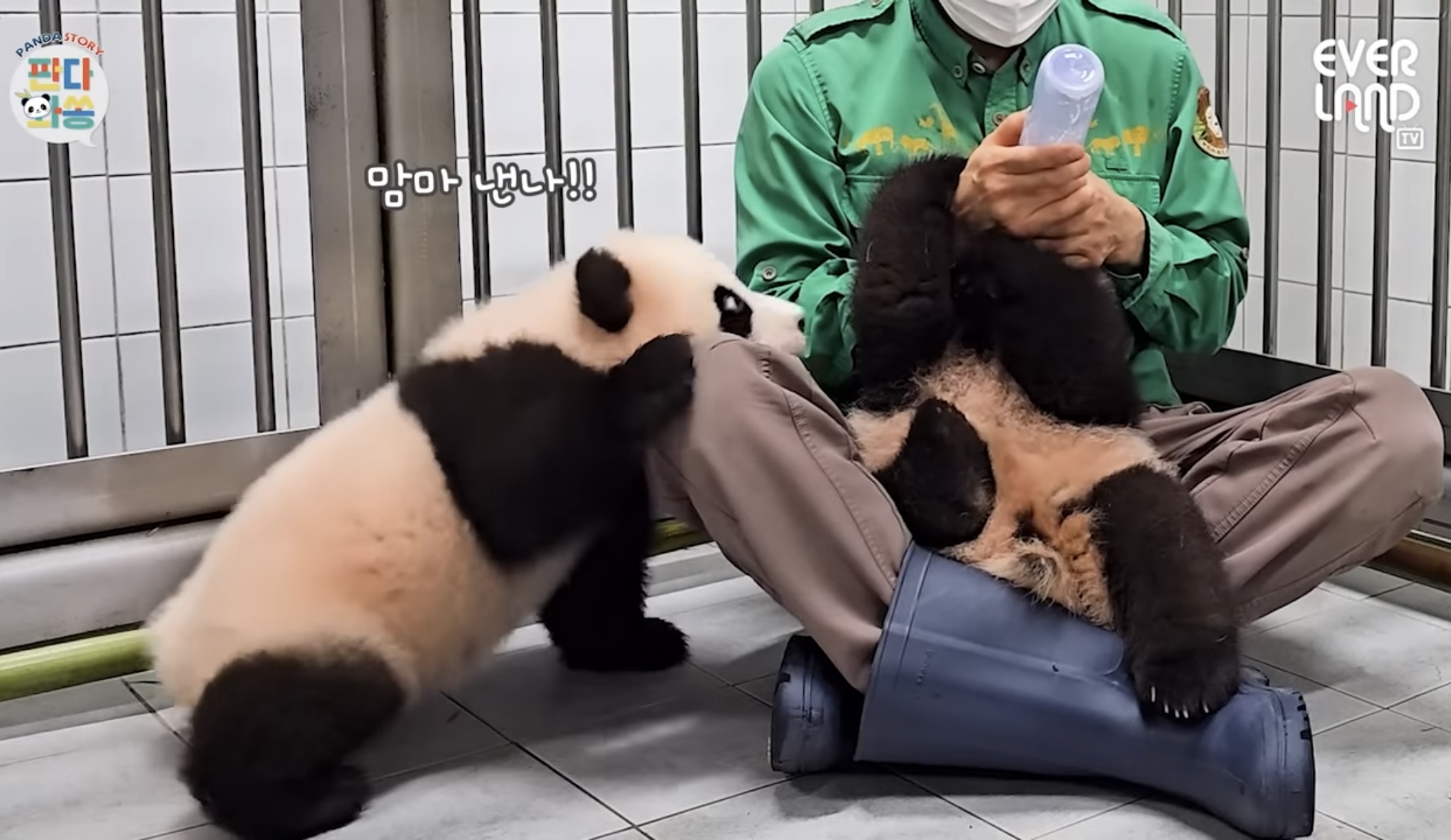 [잡담] 후이바오 진짜 ㅋㅋㅋ | 인스티즈