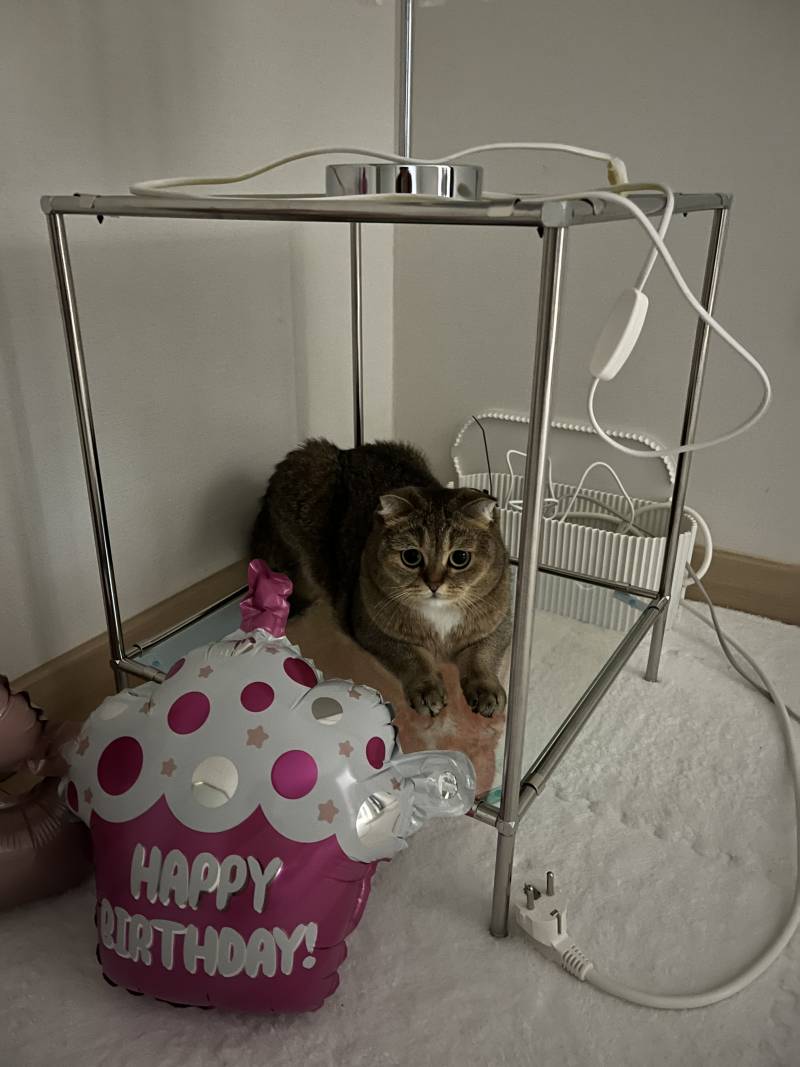 [잡담] 하 퇴근하고 우리집 고양이 화장실 청소하고 모래갈이 했는데 너무 힘들어서 나가서 살아라고 했음 | 인스티즈