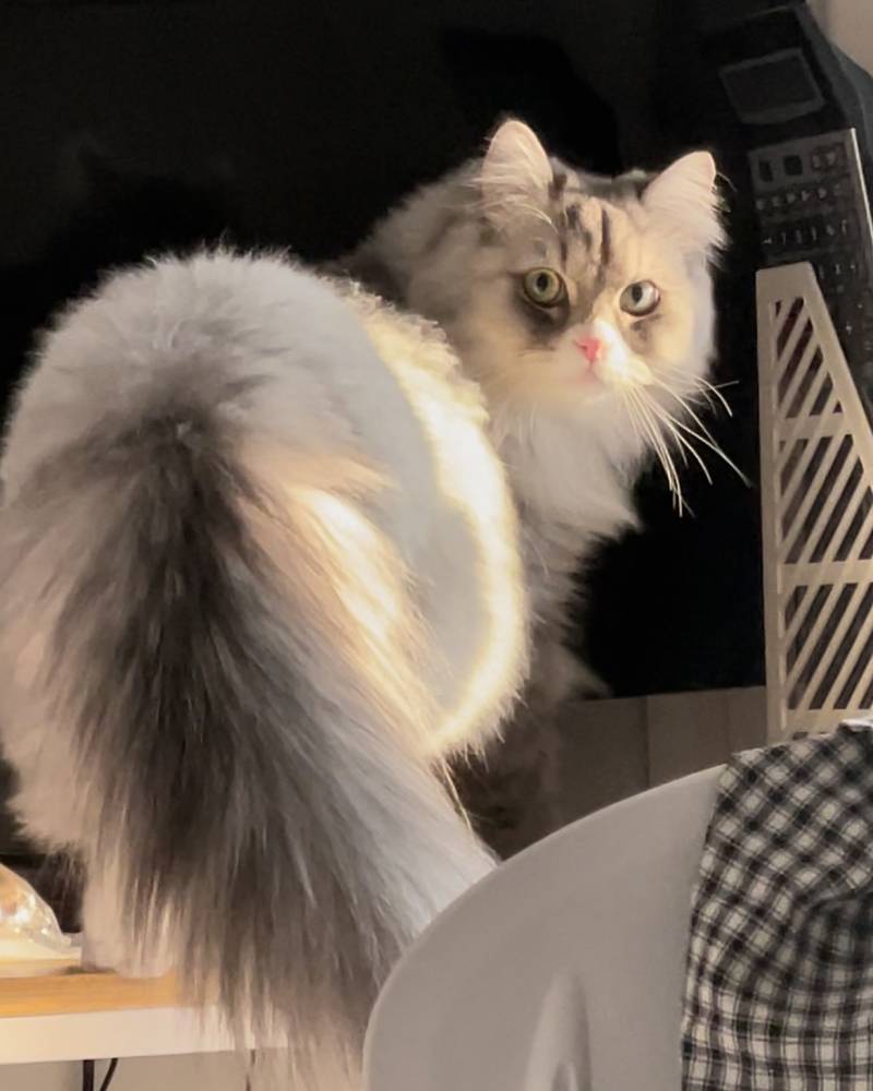 [잡담] 울 고양이 자연광 미모 미쳤따이 | 인스티즈