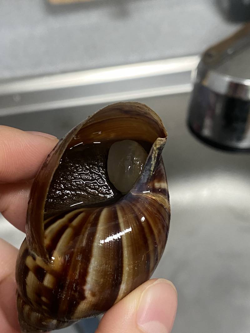 [잡담] 달팽이 잘 아는 익 ㅜㅜ | 인스티즈