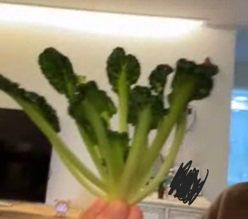 [잡담] 이 채소 이름 뭔지 아는사람!! | 인스티즈