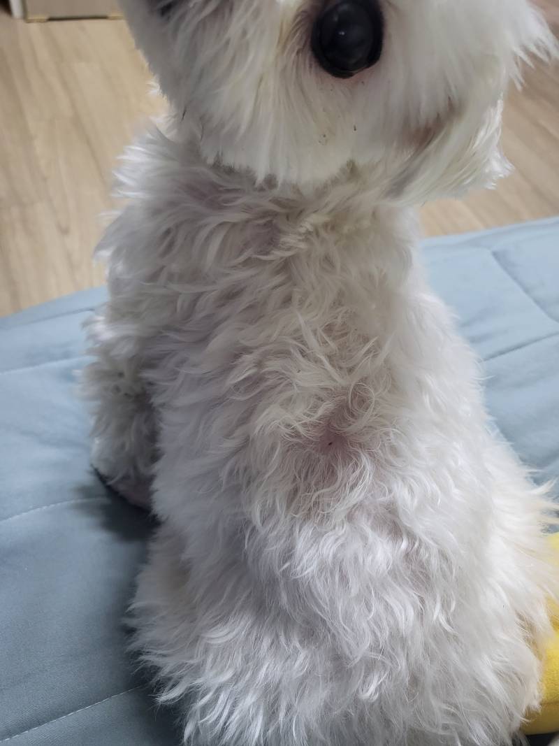 [잡담] 울 언니가 나 목욕할때 됐다면서 냄새맡더니 갑자기 등에 뭐 있다면서 짜줬어 멍구볼래? | 인스티즈