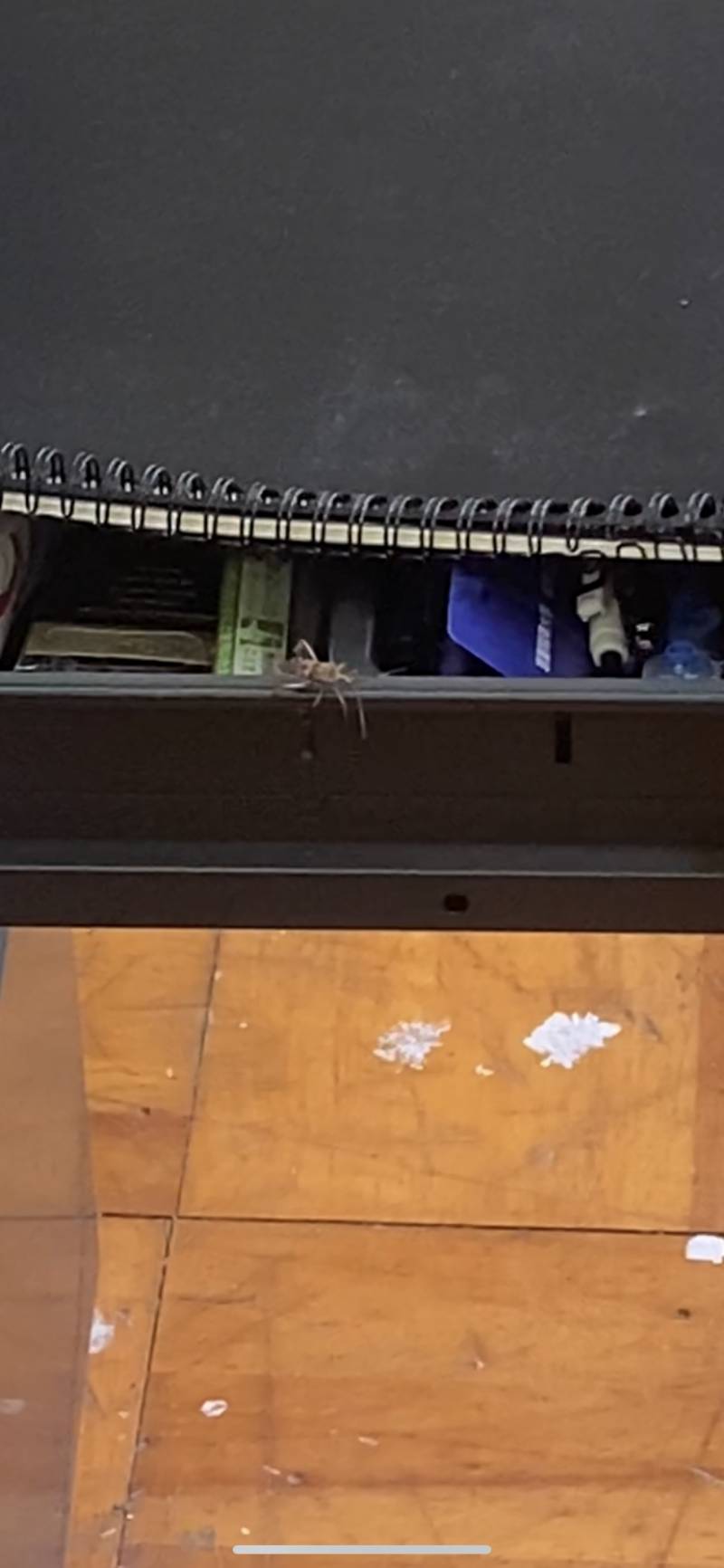 [잡담] (벌레 사진 주의)이거 무슨벌레인지 아는 사람 ㅠㅜㅜㅠ | 인스티즈