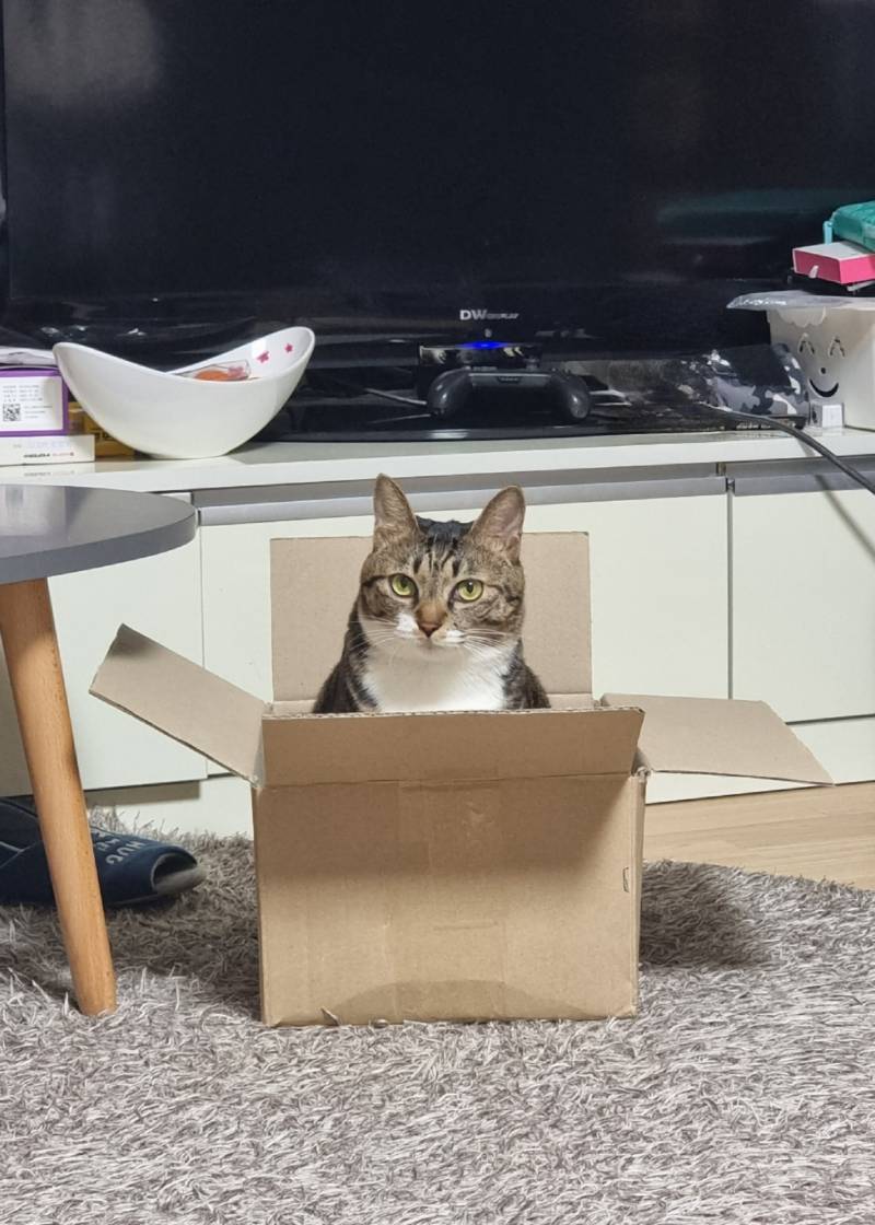 [잡담] 고양이는 왜 박스를 좋아할까 | 인스티즈